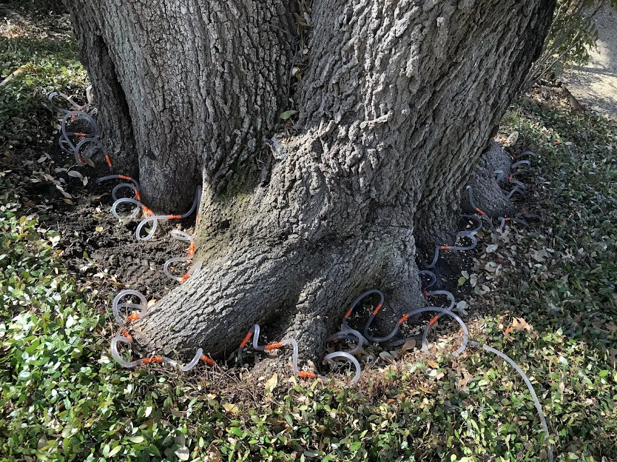 Detailed Tree Cabling and Bracing job site in Cypress Inn