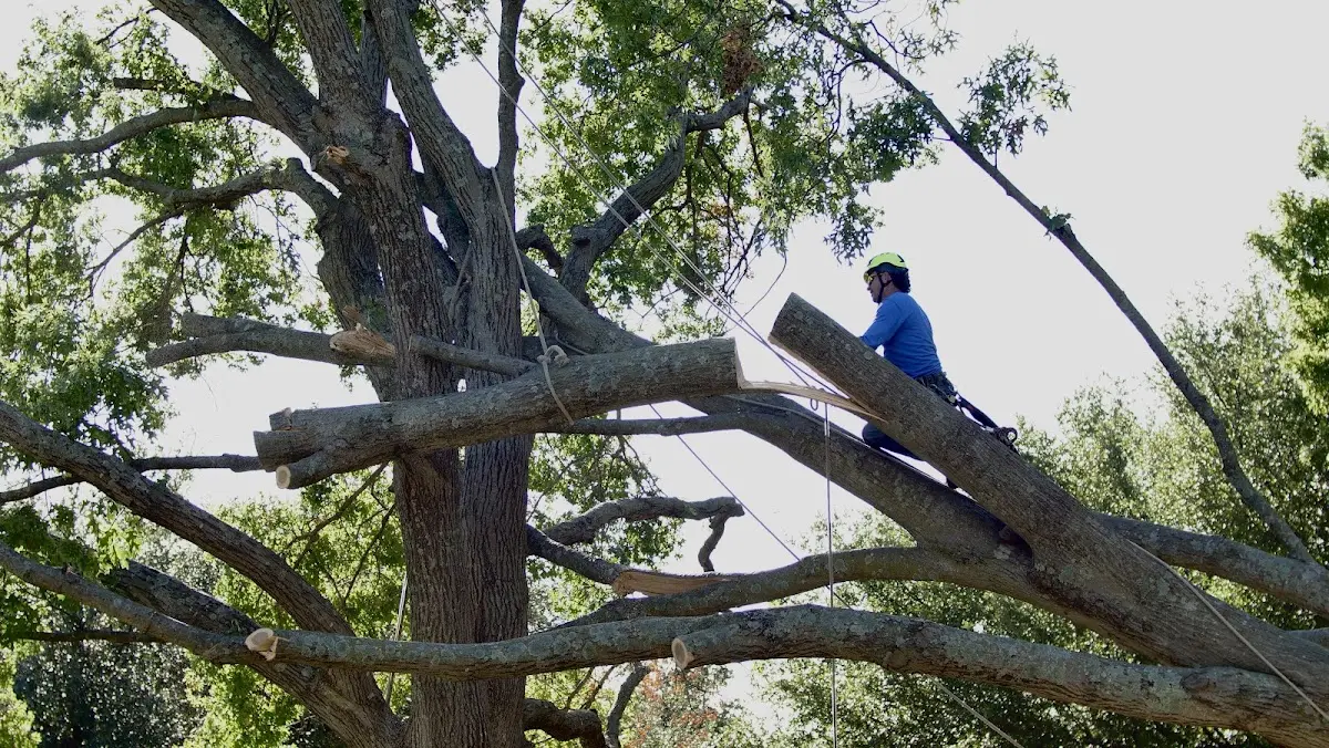 Professional Crown Thinning performed by certified arborists in Cypress Inn