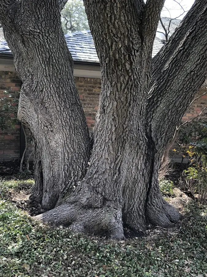 Mature heritage tree close to a Cypress Inn property cared for by certified arborists